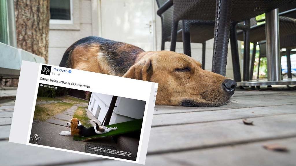 Koirat ovat melkoisia höseltäjiä, mutta aina nekään eivät jaksa riehua.