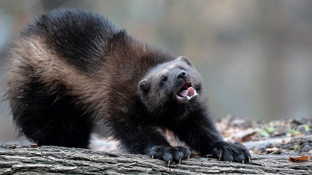 Suurimmaksi sallituksi saalismääräksi metsästysvuodelle tälle metsävuodelle on asetettu kahdeksan ahmaa.