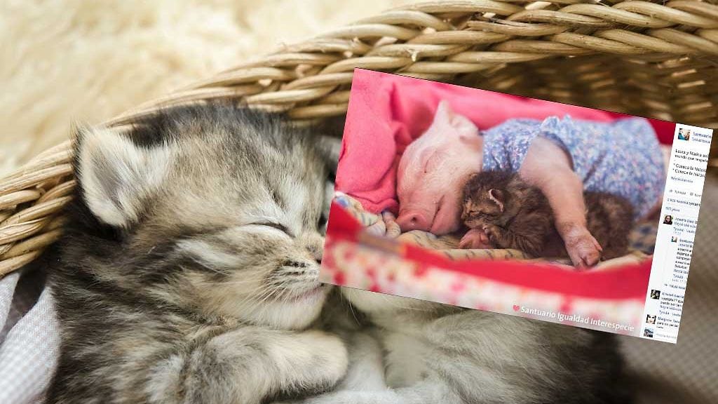 Kissanpentu ja possuvauva nukkuvatkin yhdessä.