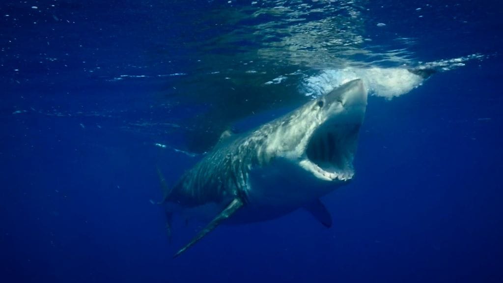 "Haiden käytös on muuttunut sen jälkeen, kun häkkisukellukset aloitettiin. Nyt, kun ne näkevät veneen, ne yhdistävät sen ruokaan", paikallinen mies kuvailee.