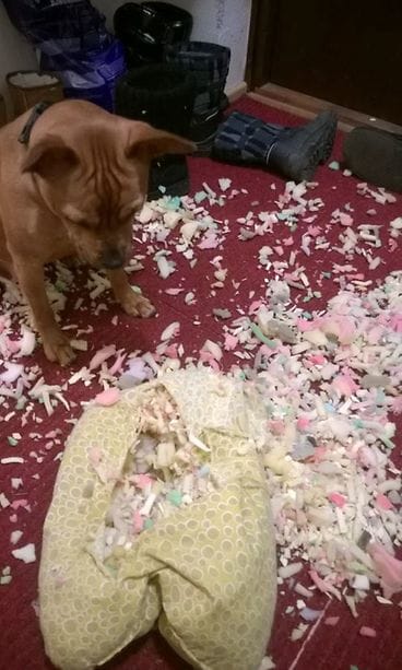 1902966_10152213290542591_1091678008_n