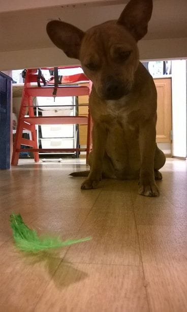 10155962_10152302289732591_7799616307870789749_n