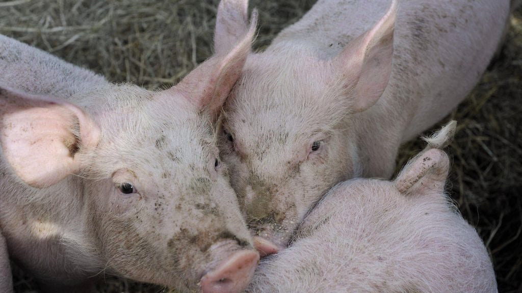 Kuvituskuvassa sikoja suomalaisella maatilalla.