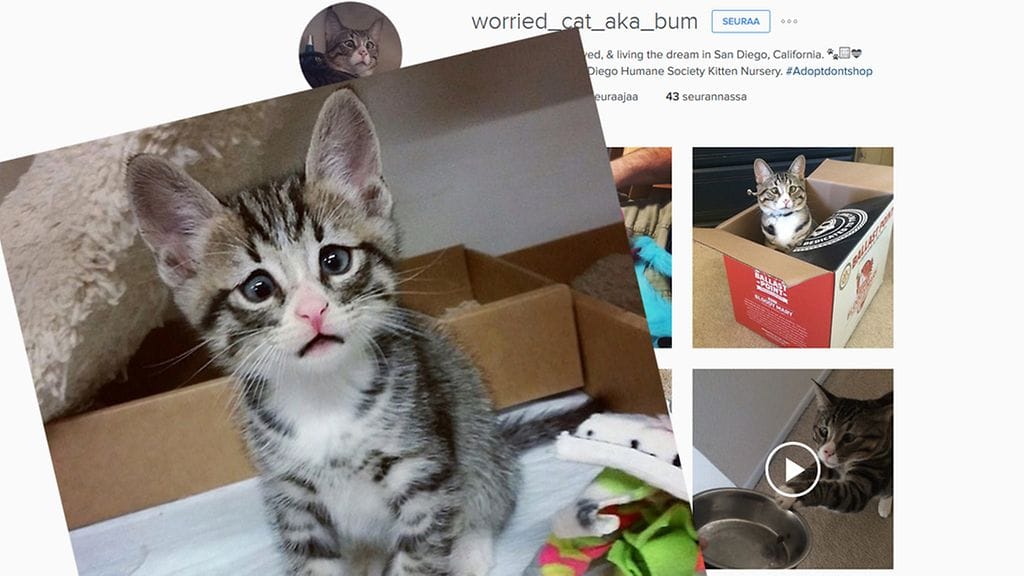 Tuleeko Bum-kissasta uusi someilmiö?