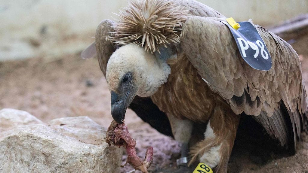 Kuvassa näkyvä korppikotka joutui huomion keskipisteeksi lennettyään Israelista Libanonin puolelle.