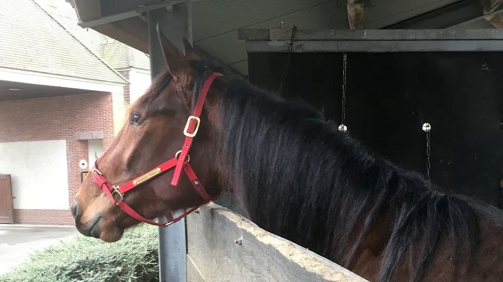 Callela Eliza tähyää jo kohti lauantaista Kriterium-finaalia, johon se starttaa yhtenä karsintavoittajista ykkösradalta.