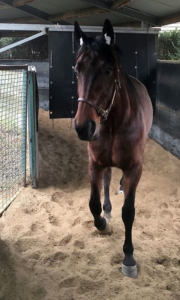 Quite An Avenger kävelykoneessa