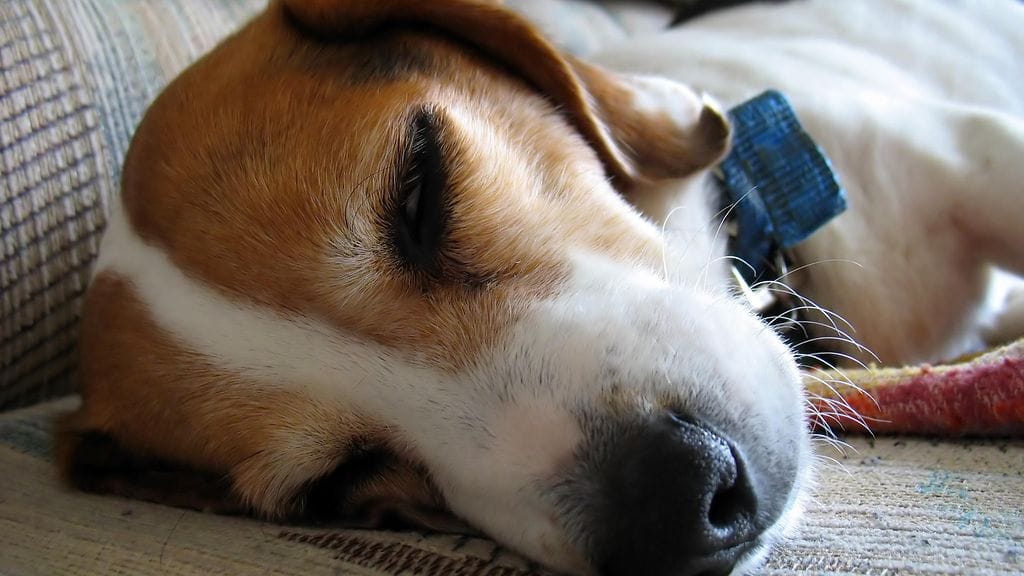 12-vuotias beagle etsii uutta kotia edellisen perheen hylättyä sen karvojen vuoksi.