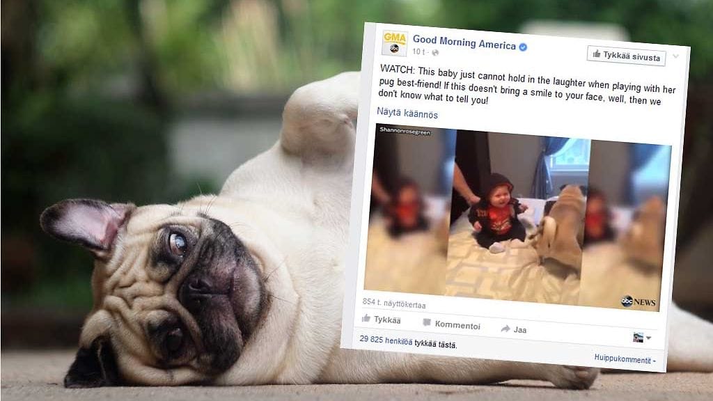 Suloisella videolla vauva riehaantuu leikkivistä koirista.