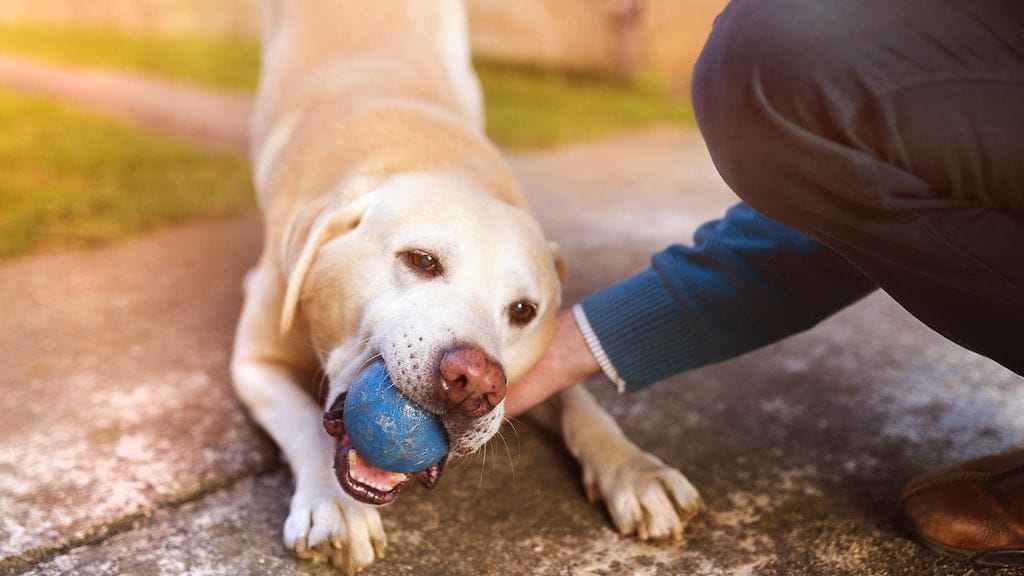 Koira voi korvata puuttuvan ystävän, kertoo tuore kyselytutkimus.