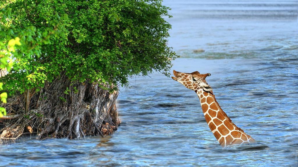 Kirahvit viihtyvät vedessä, mutta tämä pieni poikanen joutui pulaan virtaavan veden ja mudan vuoksi.