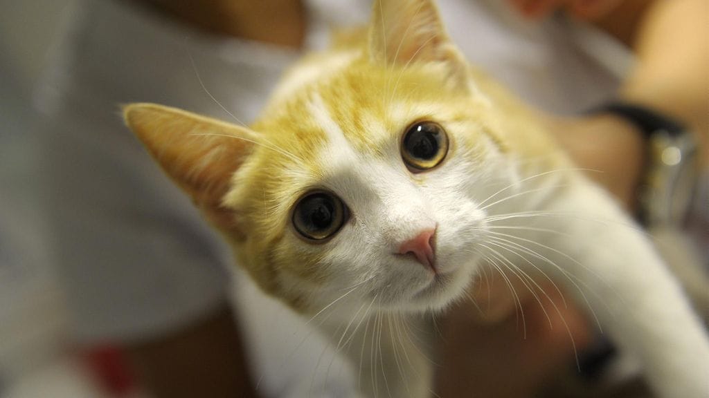 Äiti, viisi lasta ja perheen kissa pakenivat viime vuonna Irakista Eurooppaan maan kaoottista tilannetta. Kuvituskuva.