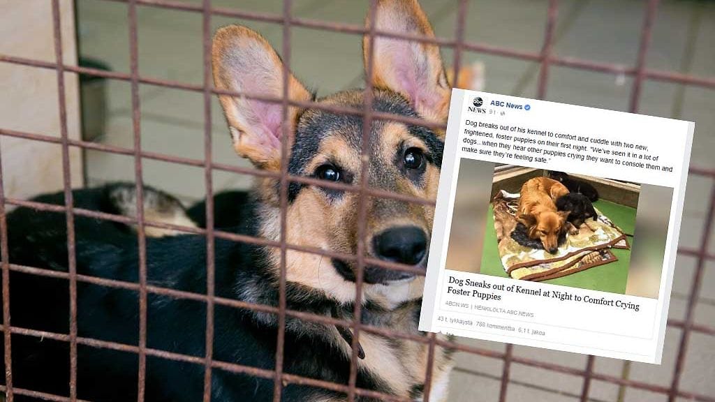 Maggie-koira otti omakseen vieraat pennut.