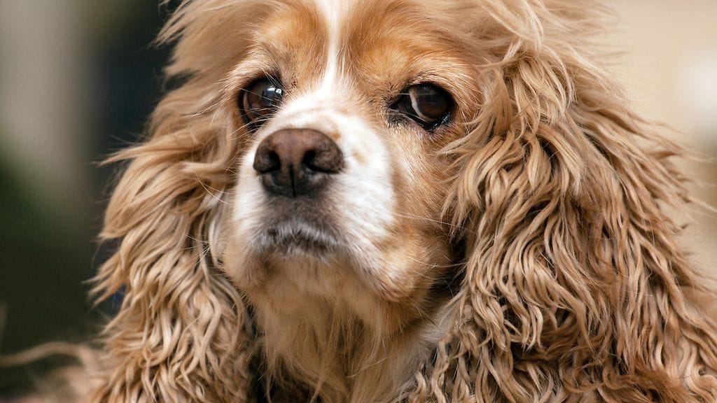Cockerspanieli jäi itkemään, kun perhe hylkäsi sen korkean iän vuoksi.