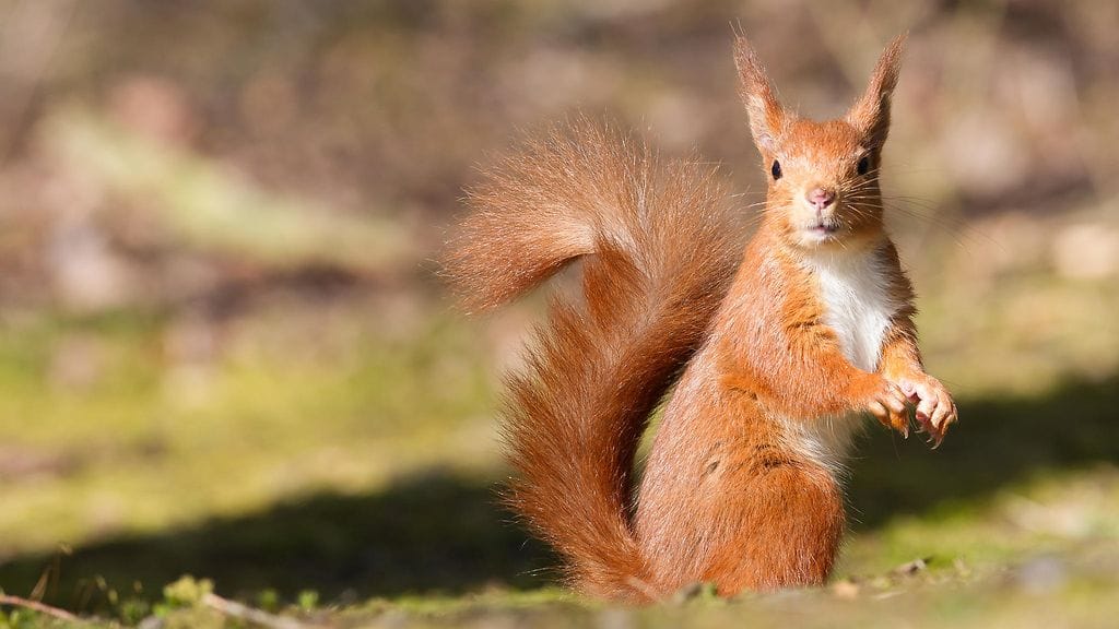 Mies ja orava käyvät yhdessä puistossa.
