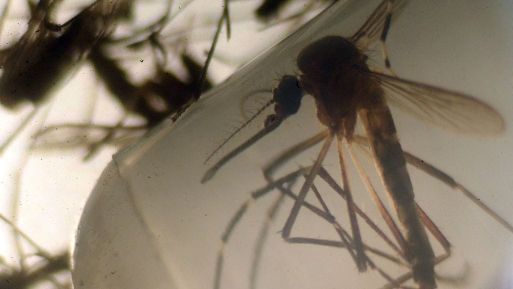 Zikavirusta levittää Aedes-sukuun kuuluva hyttynen. Lajia ei tavata Suomessa.