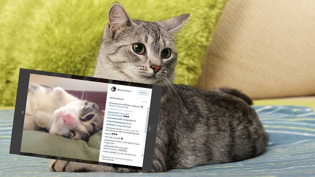 Roux-kissa on oppinut pärjäämään kahdella jalalla.