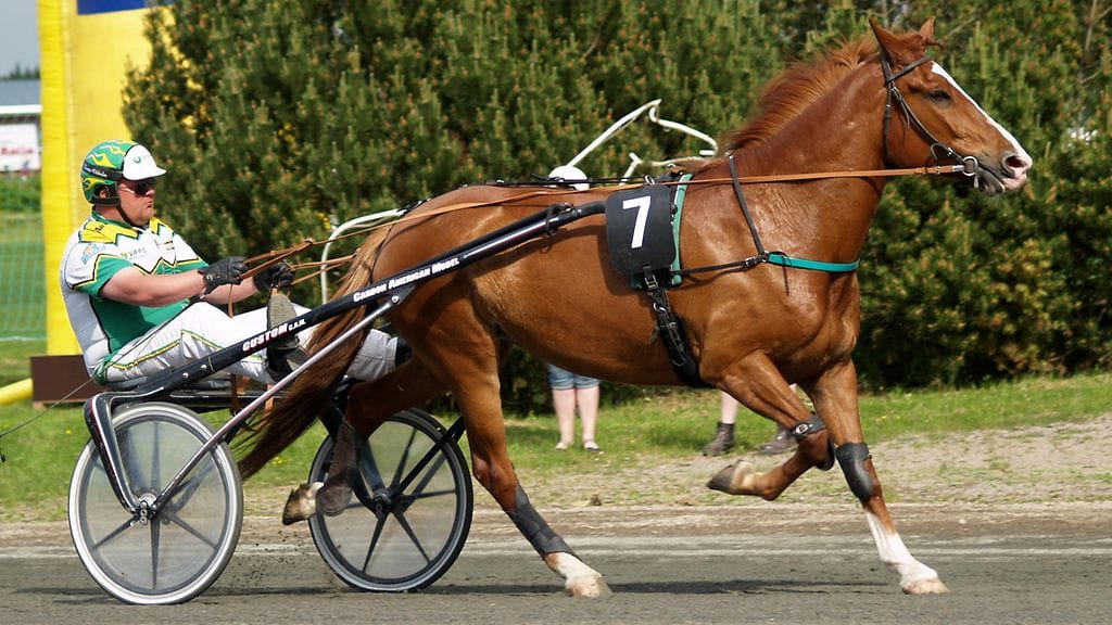 Yllin Kyllin on Jami Kaupin elämän hevonen.