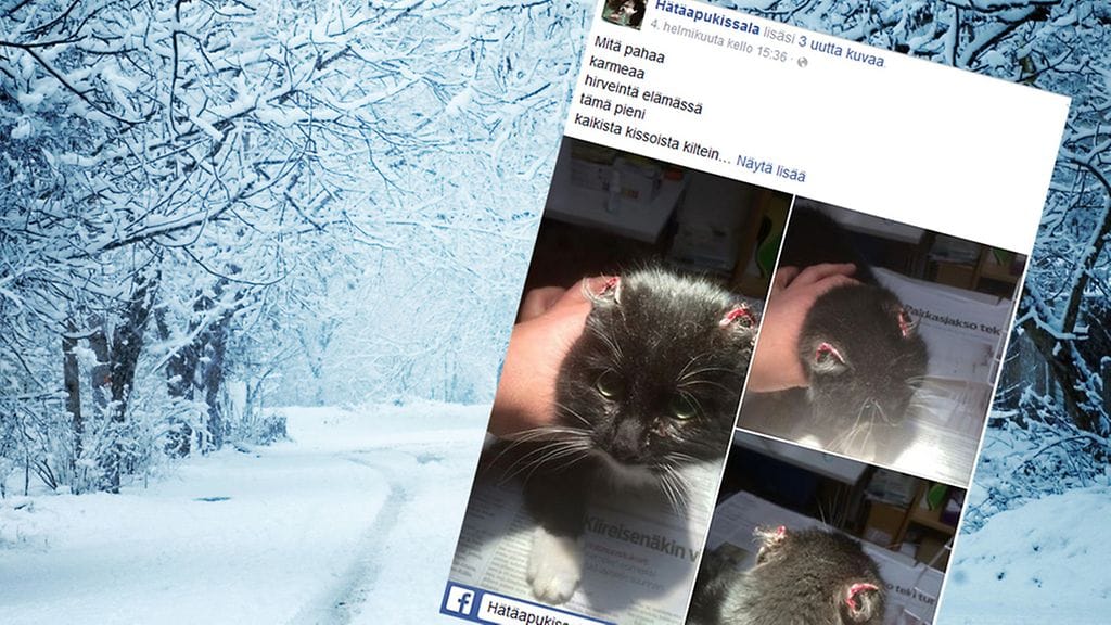 Valpuri-kissa menetti korvansa pakkasessa.