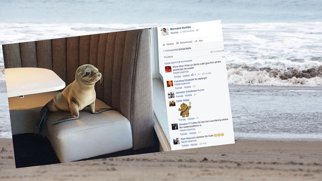 Merileijonan poikanen odotti aamiaista pöydän ääressä.