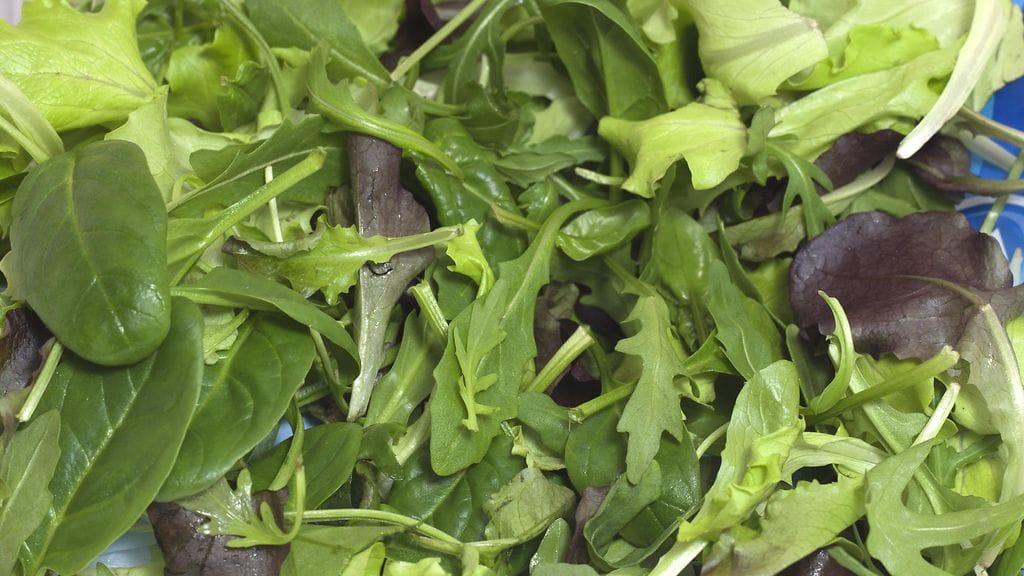 Salaatti kannattaa pestä aina huolella ennen käyttöä. Kuvituskuva.