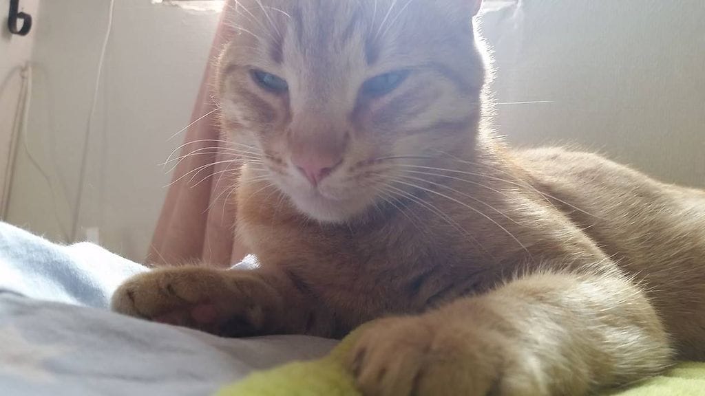 Mauno-kissa joutui julman eläinrääkkäyksen uhriksi.