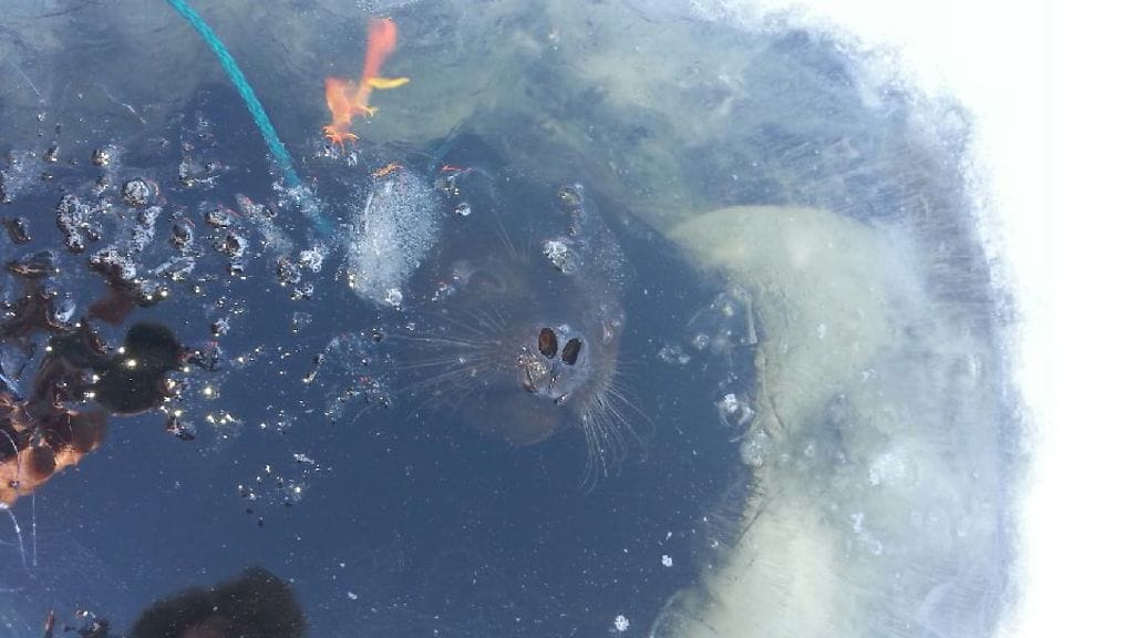 Mies kertoo, että oli juuri vetämässä verkkoja avantoon, kun saimaannorppa ilmestyi hengittämään samaan avantoon. Tapaus sattui Pihlajavedellä Savonlinnassa.