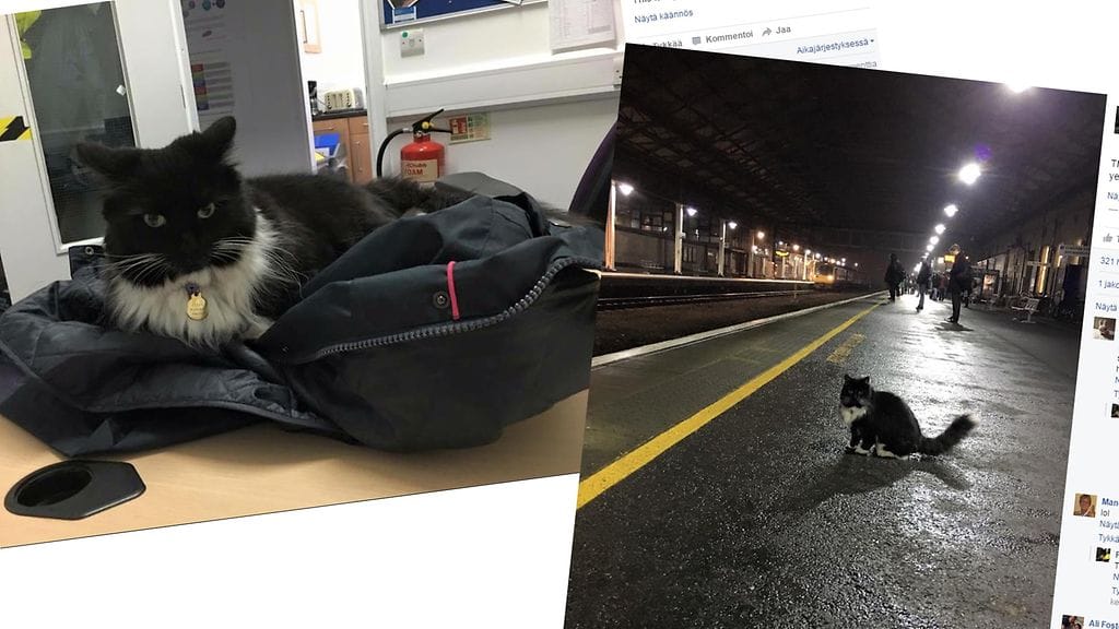 Ahkera Felix-kissa on työskennellyt englantilaisella rautatieasemalla jo viisi vuotta. Kuvakaappaus Facebook.