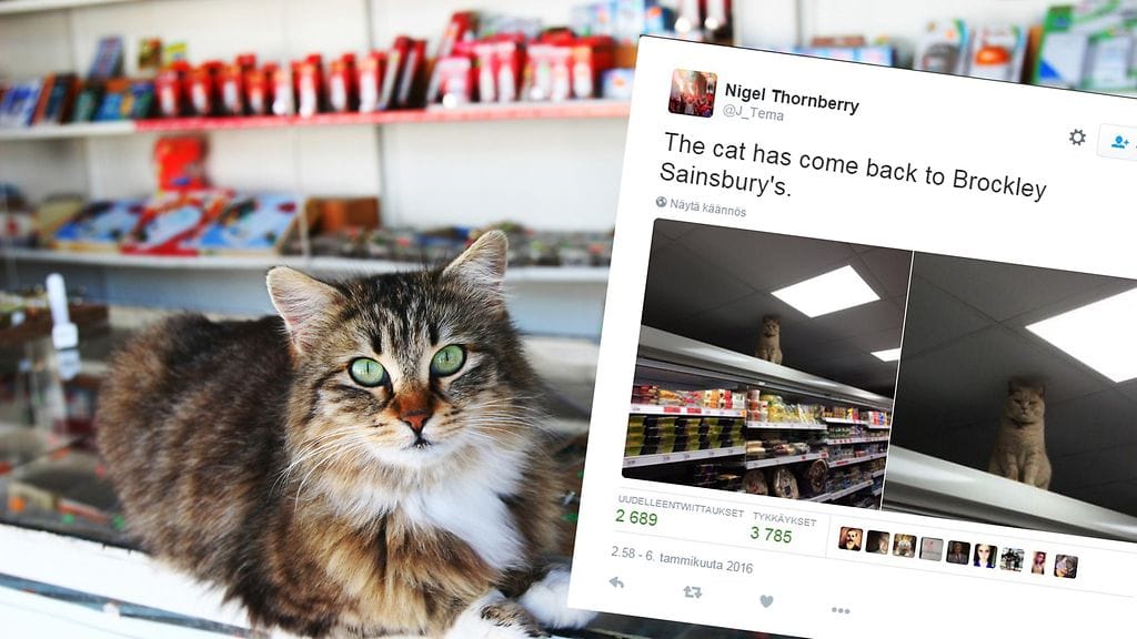 Viime aikoina ihmisiä on hämmästyttänyt kissa, joka pitää ruokakauppaa kotinaan.