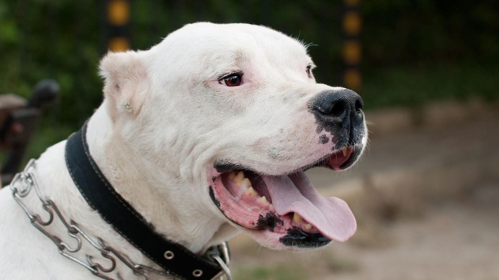 "Tämä kaveri elää minua varten", kertoo lemmikin omistaja, joka joutui luopumaan rakkaasta ystävästään.