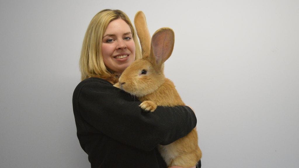 Eläintenhoitaja Emma Calder pitää sylissään koiran kokoista Atlas-kania.