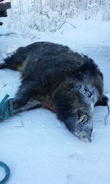 Villisika Orimattilassa 02/2016 Kuva: Mikko Mannertie.