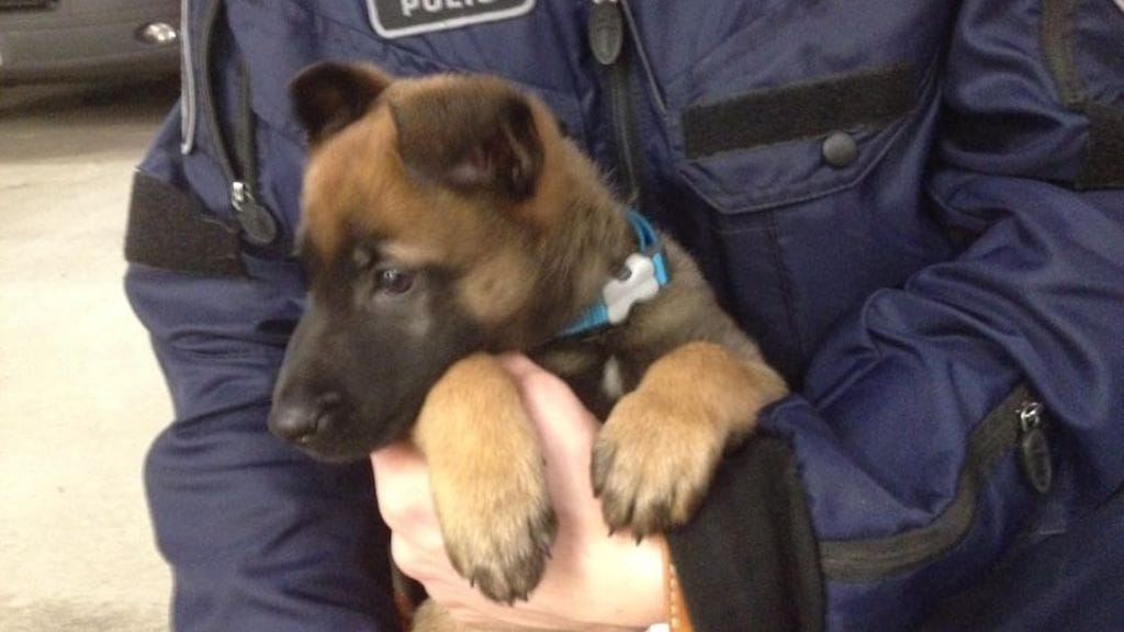 Pörröinen pikkukoira on nimeltään Piki.