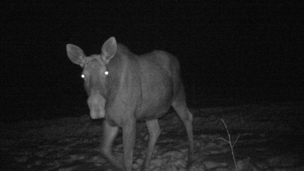 Poliisi pyytää yleisöltä vihjeitä hirven salakaadosta Valtimolla. Kuvituskuva.