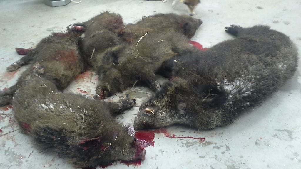 Riistakamerakuva-villisiat-lahtivajassa