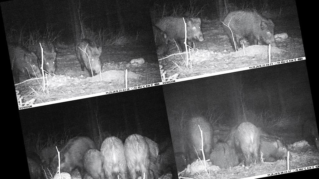 Riistakamerakuvia villisioista Orimattilassa.