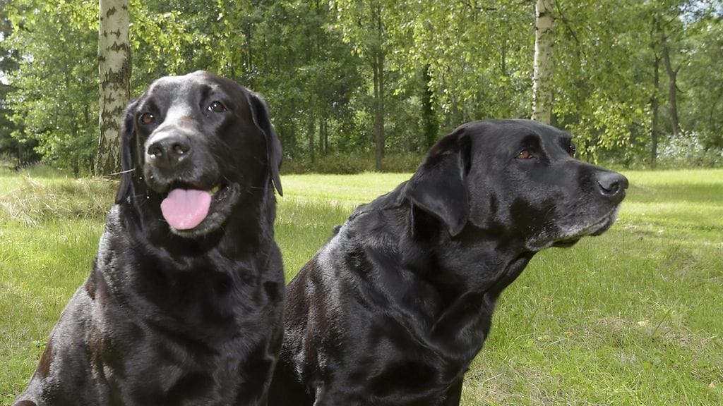 labradorinnoutaja