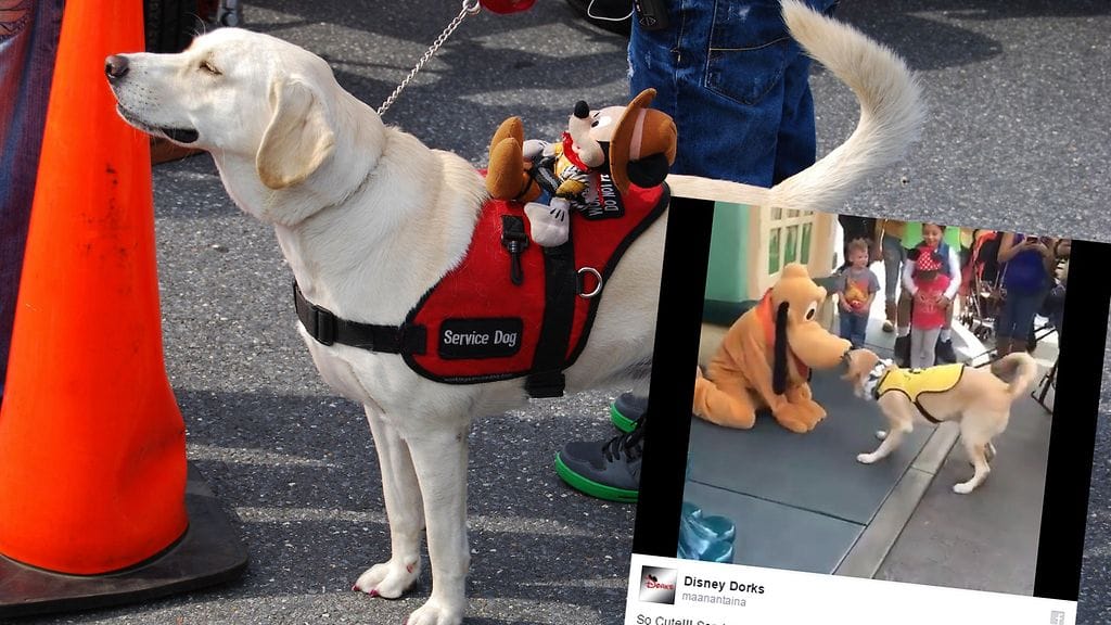 Palveluskoirat on koulutettu käyttäytymään rauhallisesti, mutta myös niiden itsehillintä voi pettää tilanteen tullen.