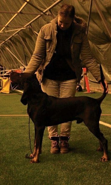 Pesukarhukoira Taavi näyttelyssä