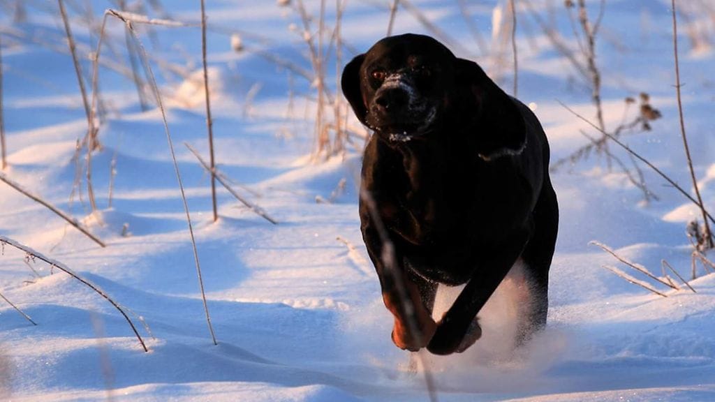 Pesukarhukoira Taavin rotutovereita on Suomessa vain noin 10 yksilöä. Yhdysvalloissa rotu on sen sijaan varsin yleinen. Siellä sitä käytetään siellä paitsi pesukarhujen myös muun muassa puumien metsästyksessä.