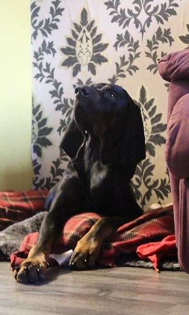 Pesukarhukoira Taavi lepäilee omalla paikallaan