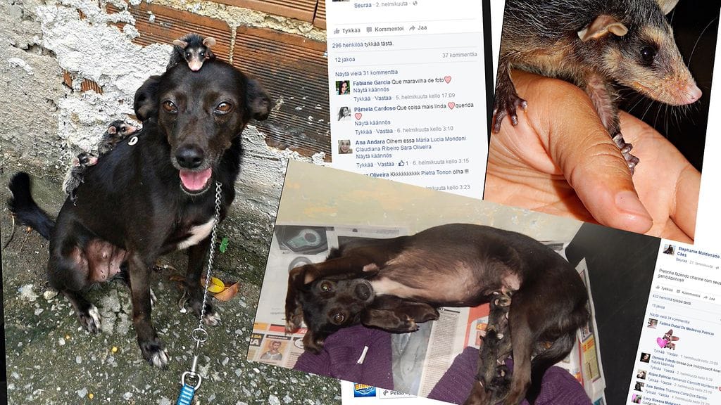 Koira otti orvot opossumipennut suojiinsa. Rakkaus oli silmin nähden molemminpuolista.