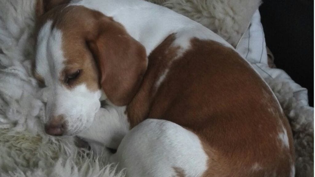 Hertta-beagle on kuntoutunut kahden vuoden takaisesta koirahyökkäyksestä. Tässä se lepäilee Minna Raivion kotona.