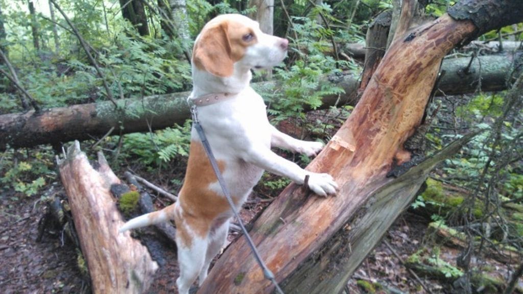Hertta-beagle ulkoilemassa