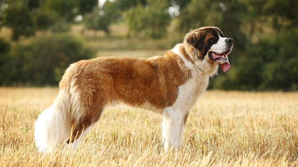 Kadonneet neljä koiraa ovat nuoria bernhardilaisia ja painavat noin 50 kiloa. Kuvituskuva, kuvan koira ei liity tapaukseen.