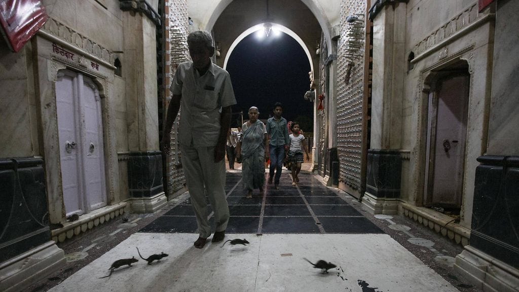 Karni Mata -temppelissä kuhisee tuhansittain rottia.