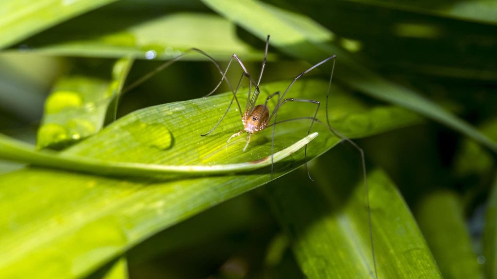 "Ihmisillä on sellainen käsitys, että kaikki takametsissä yrittää tappaa sinut, mutta tämä vei sen ihan uudelle tasolle." Kuvituskuva.