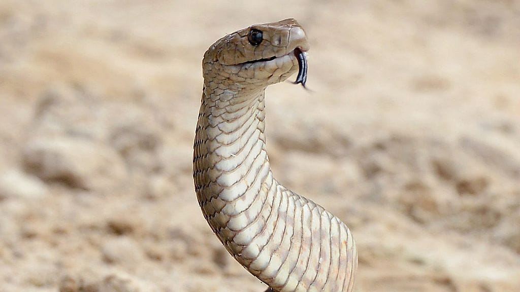 Idänruskokäärme aiheuttaa eniten käärmeenpuremasta johtuneita kuolemantapauksia Australiassa.