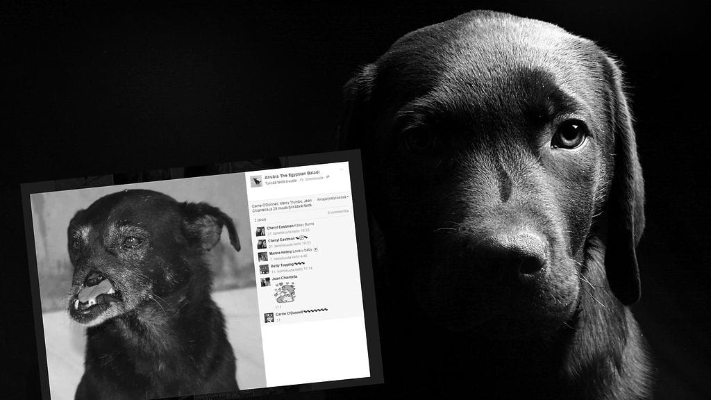 Kuononsa menettänyt koira on joutunut kokemaan kovia, mutta elää nyt onnellista koiranelämää.