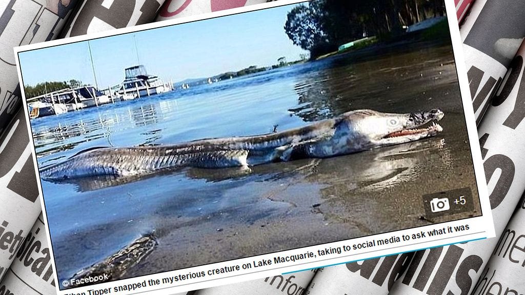 Outo otus huuhtoutui rantaan Australiassa. Kuvakaappaus Daily Mail -lehden sivuilta.